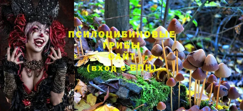 Псилоцибиновые грибы Psilocybine cubensis  Бор 